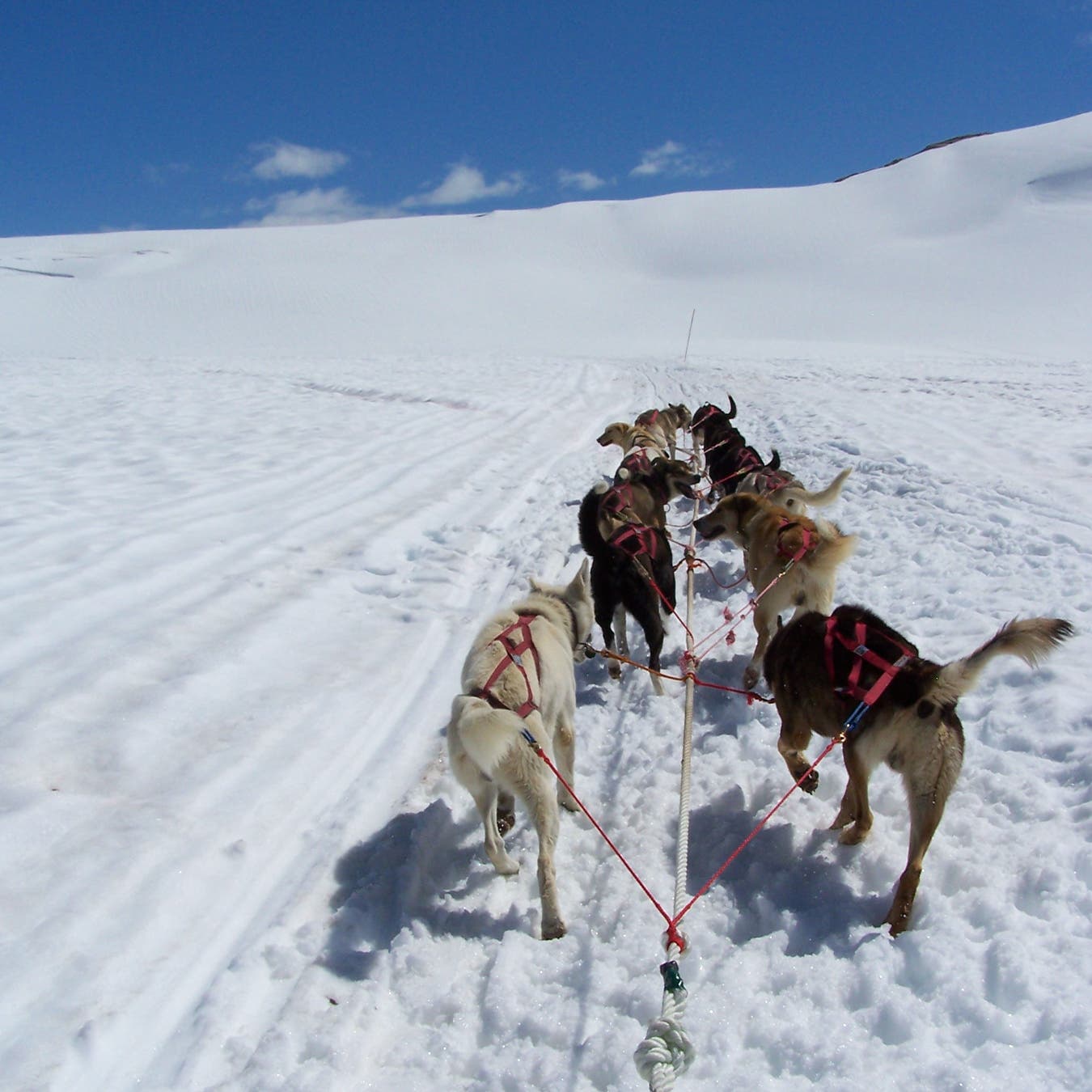 Riding a sled near Skagway, Alaska