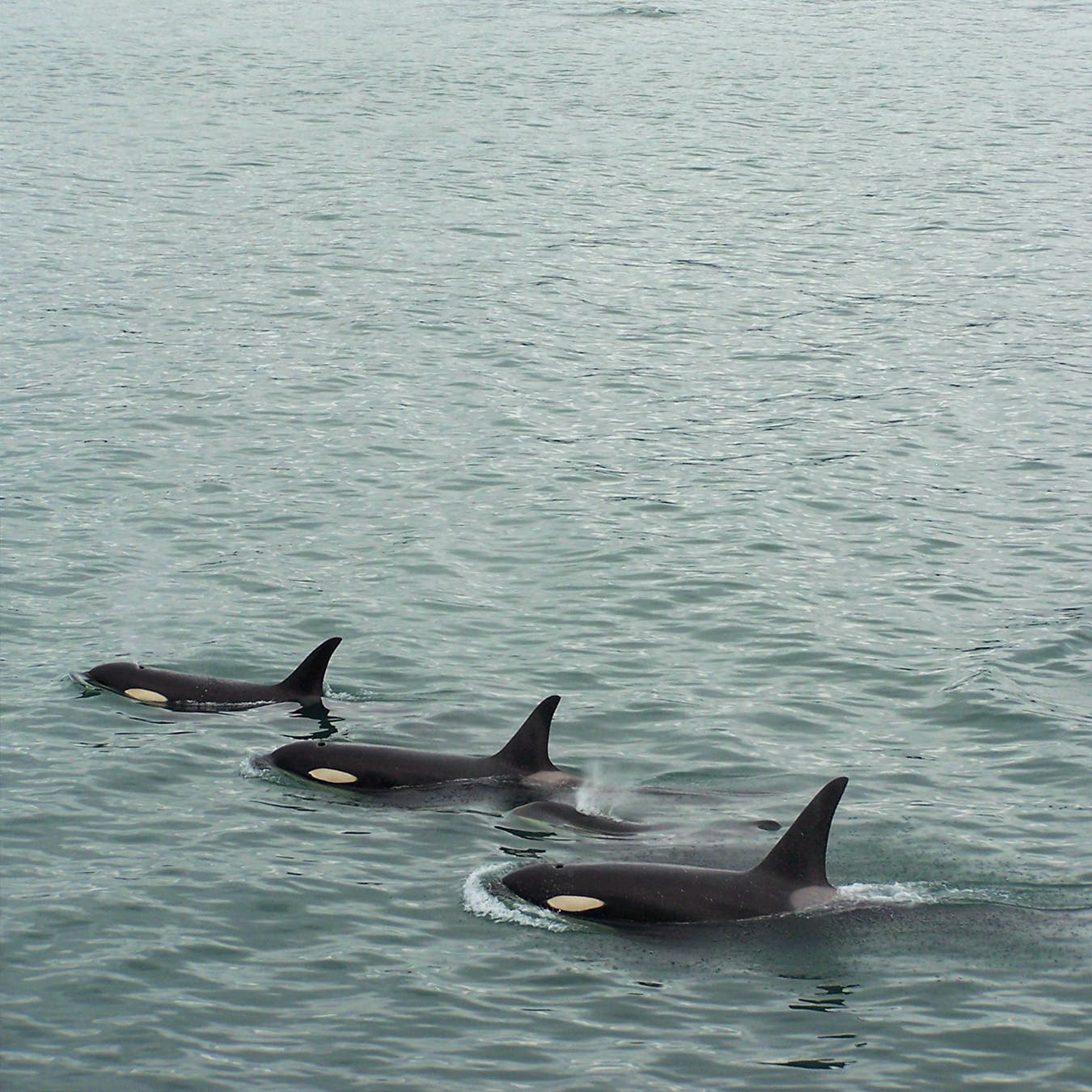 An orca sighting in Alaskan waters