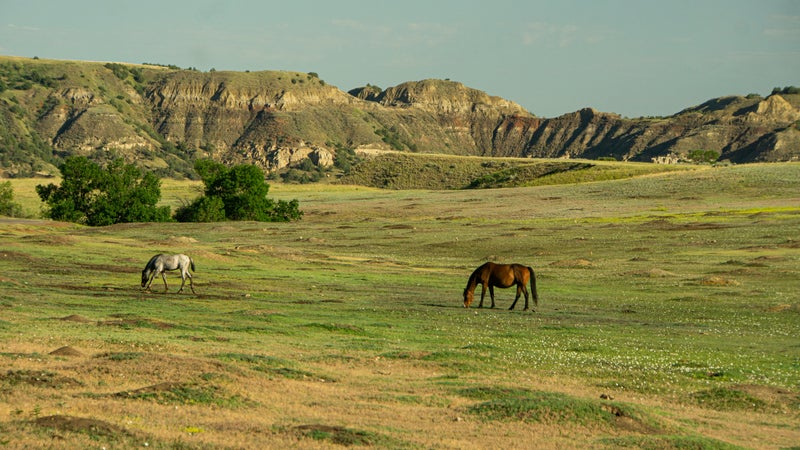 The park is full of big wildlife, from wild horses to bison