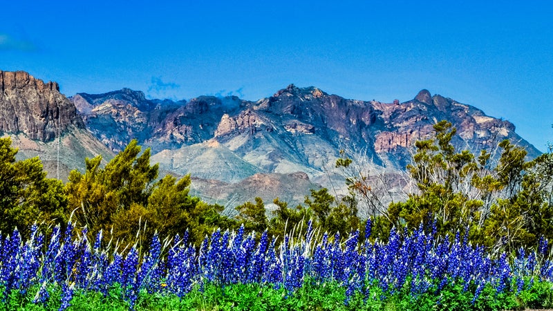 Bluebonnets and Mountains