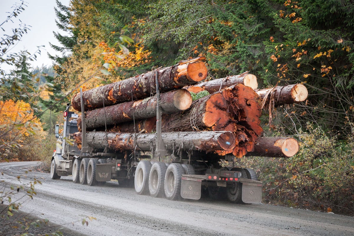 Forest Selfies Are Helping Save B.C.'s Old-Growth Trees - Outside Online