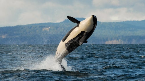 Is It Too Late for the Southern Resident Orcas?