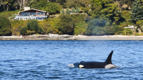 J40 in front of the Center for Whale Research