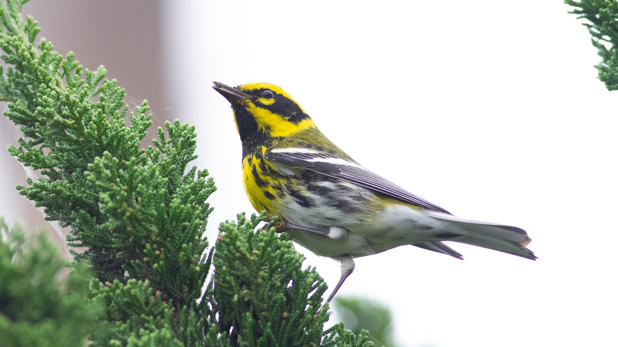 English Bird Names Archive - American Ornithological Society