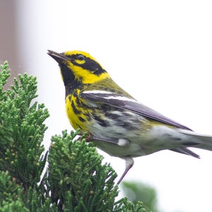 Townsend's Warbler In A Tree