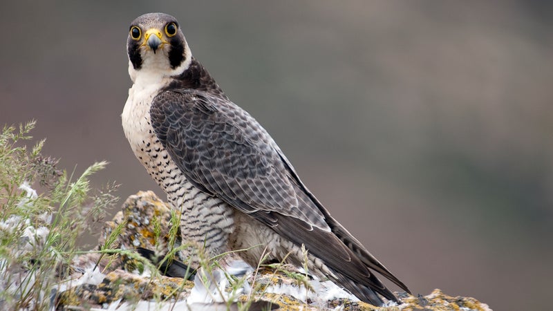 Peregrine falcon on the rock. Bird of prey, female portrait, Falco peregrinus