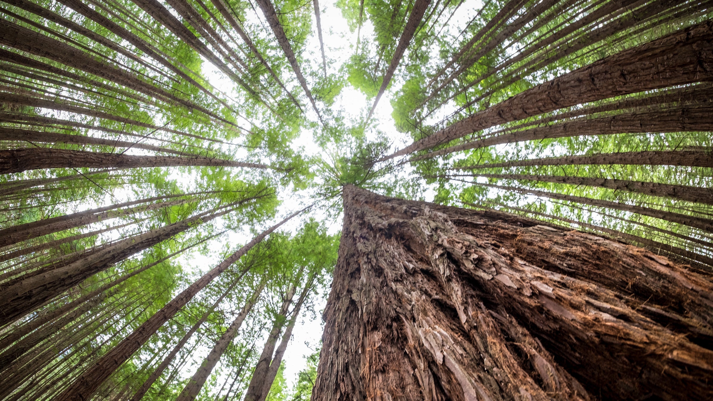 Inspirational natural landscape image of tall trees at The Redwoods Forest, Rotorua, New Zealand
