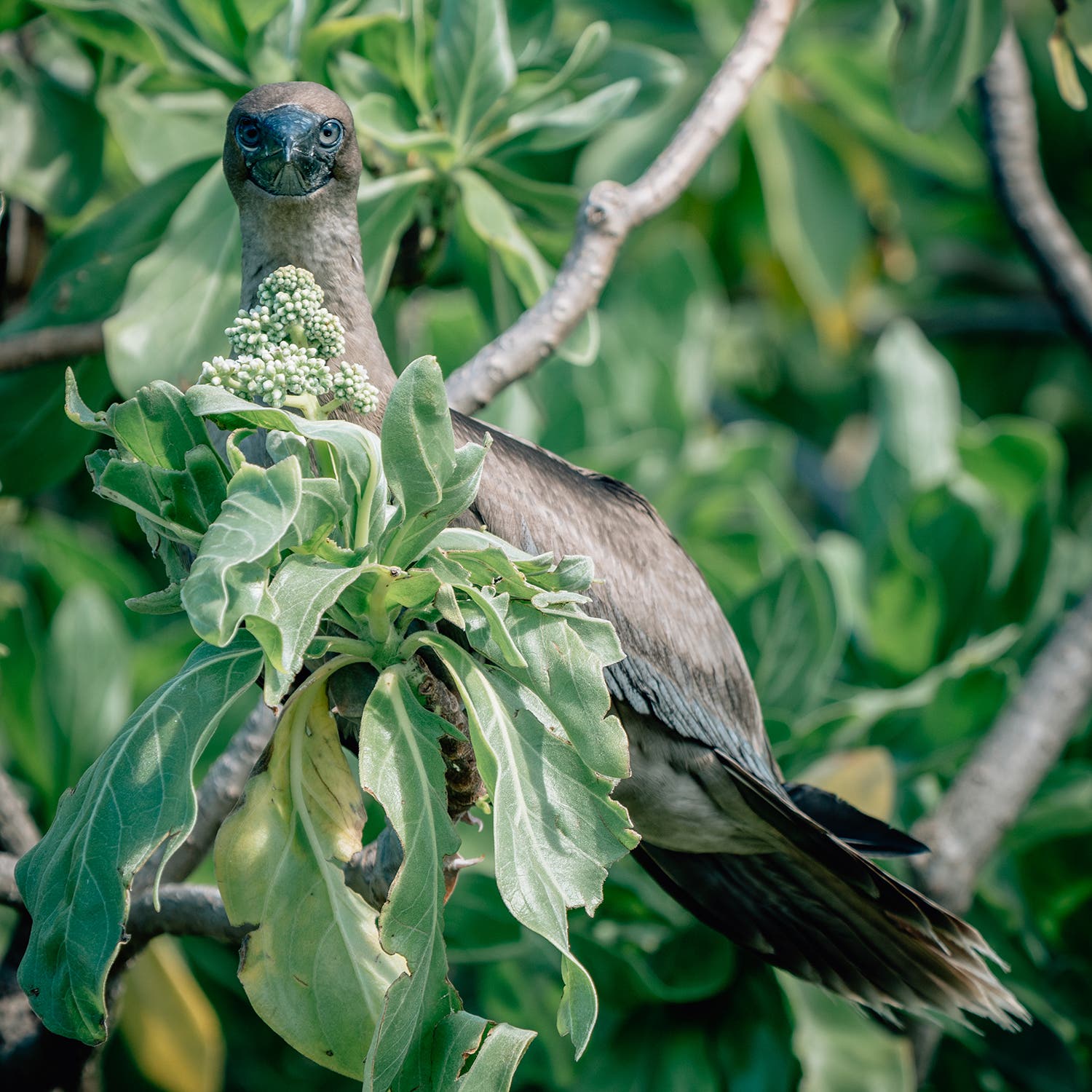 A juvenile red-footed booby