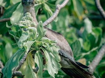 A juvenile red-footed booby