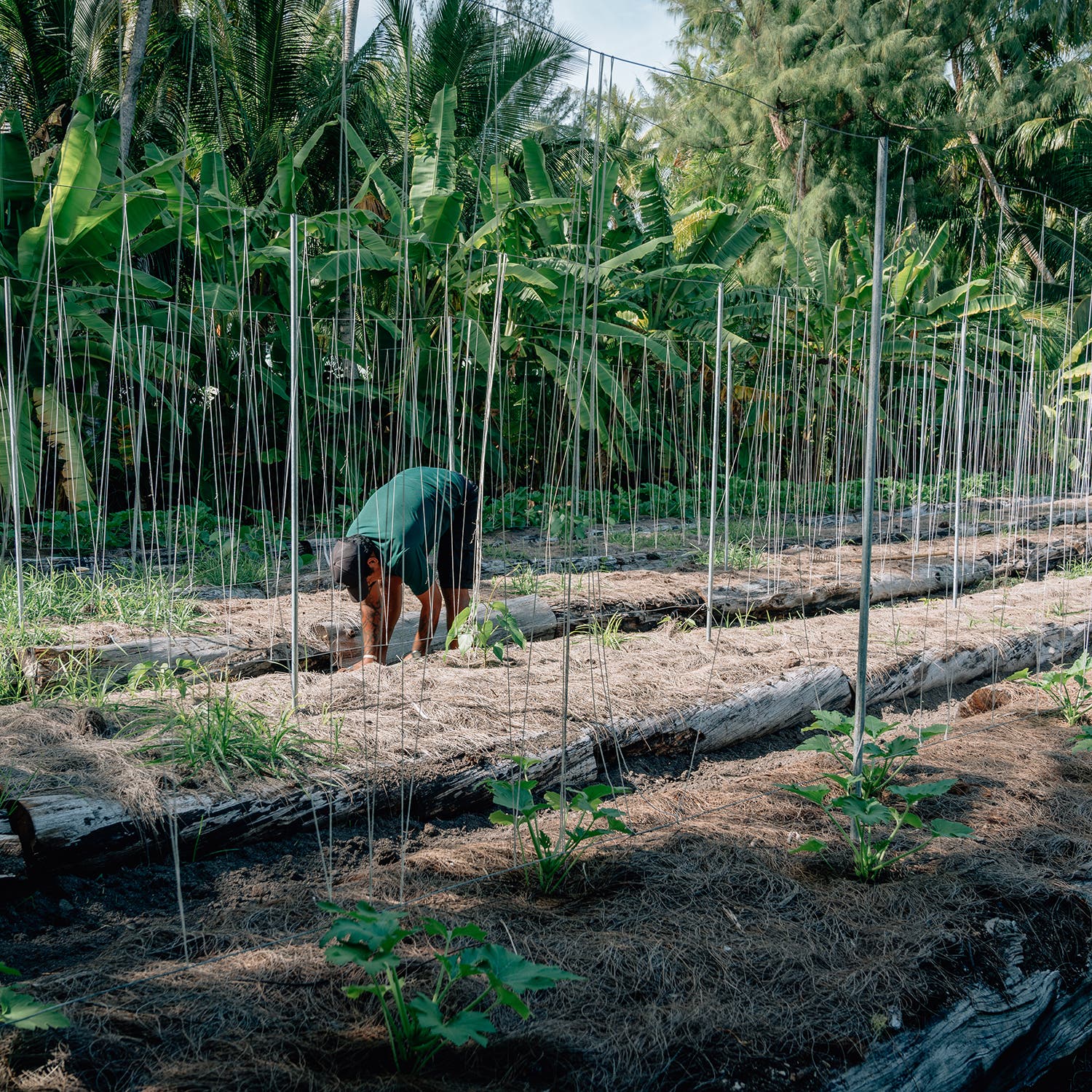 The resort’s organic garden