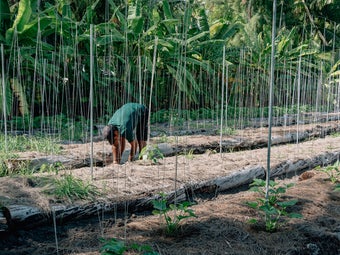 The resort’s organic garden