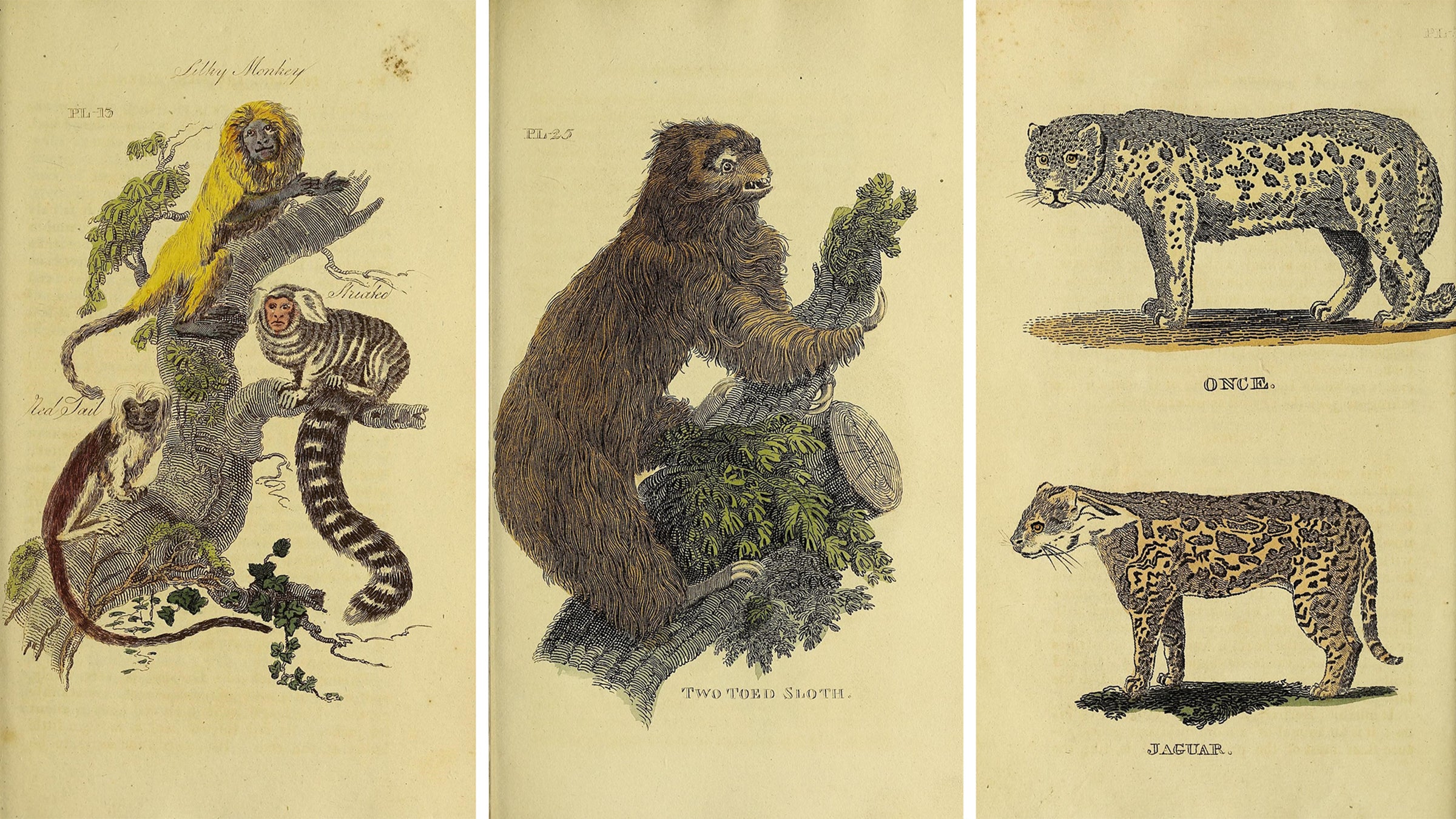 <i>Beloved Beasts</i> unwinds a history of human efforts to protect the loss of other species.