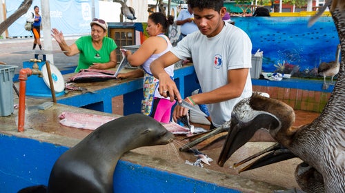 Puerto Ayora, Galapagos Islands, Ecuador - November 3 2015. A young man cleans a fish at the Puerto Ayora outdoor fish market while a wild Galapagos sea lion (Zalophus wollebaeki) and brown pelicans (Pelecanus occidentalis) wait for scraps