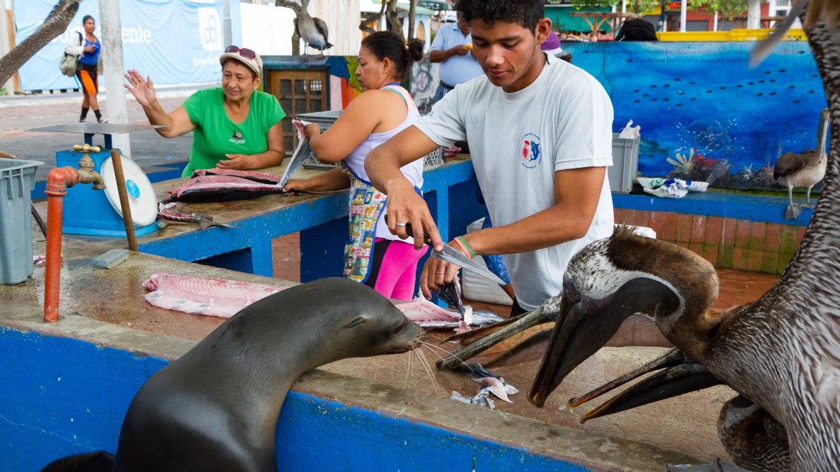 How the Galápagos Adapted to the Pandemic