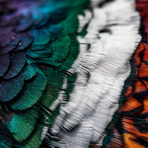 Plumage of a ringneck pheasant.