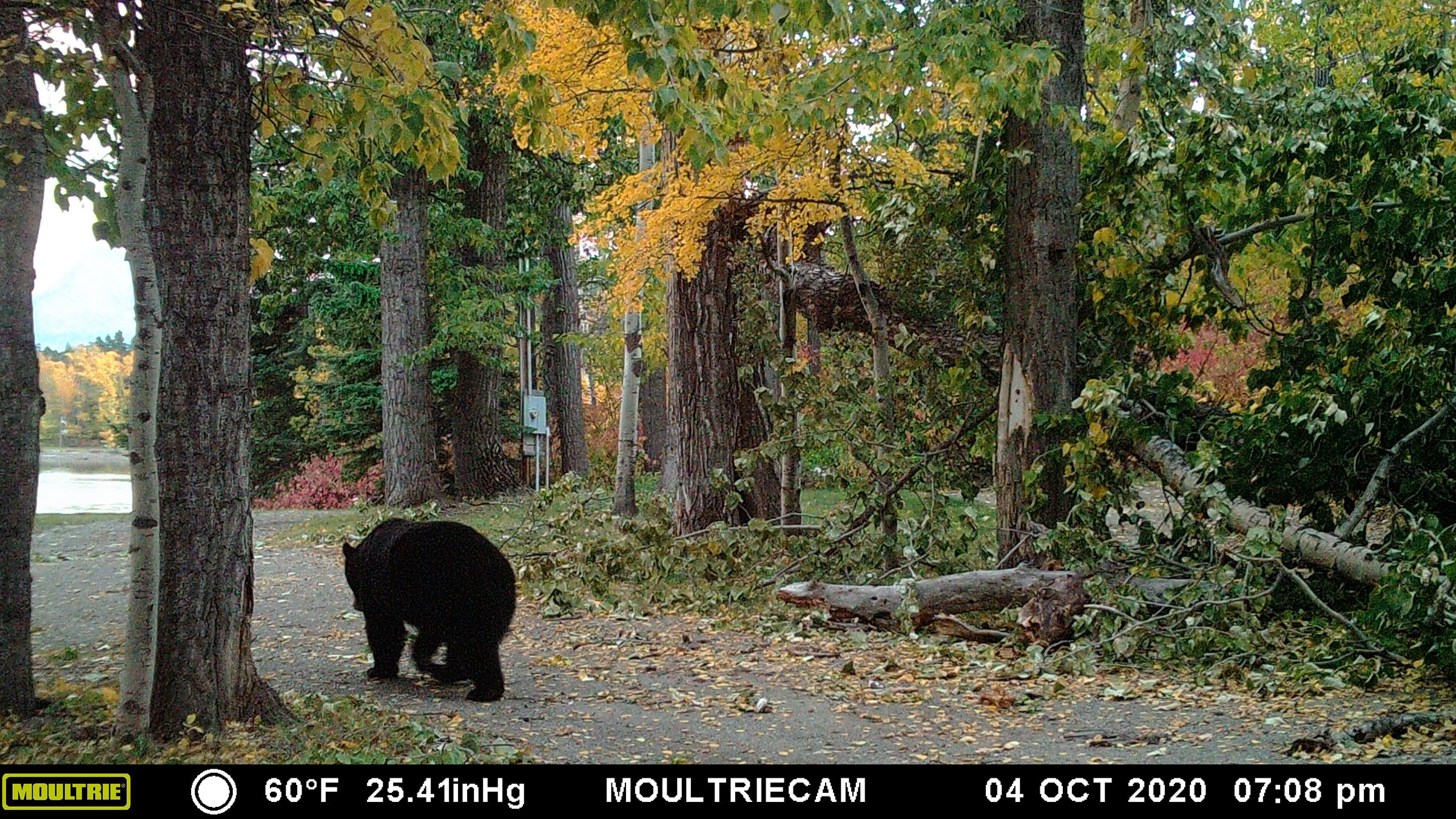 One of our neighbors is this big ol' black bear. We love watching him eat berries in the patch by the cabin all fall. 