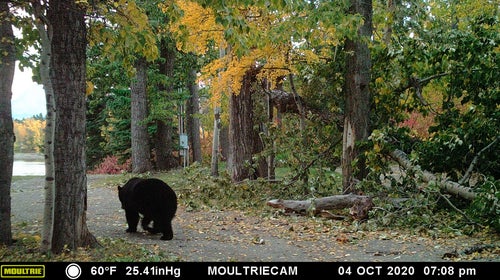 One of our neighbors is this big ol' black bear. We love watching him eat berries in the patch by the cabin all fall.