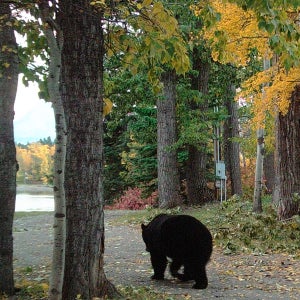 One of our neighbors is this big ol' black bear. We love watching him eat berries in the patch by the cabin all fall.