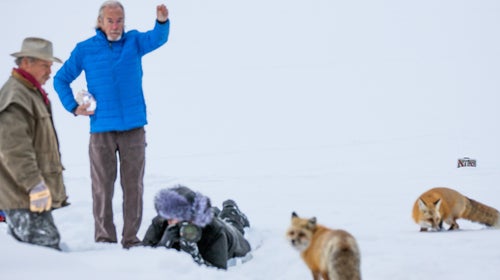 Beyond localized education efforts, there are few regulations governing wildlife photography in the U.S.