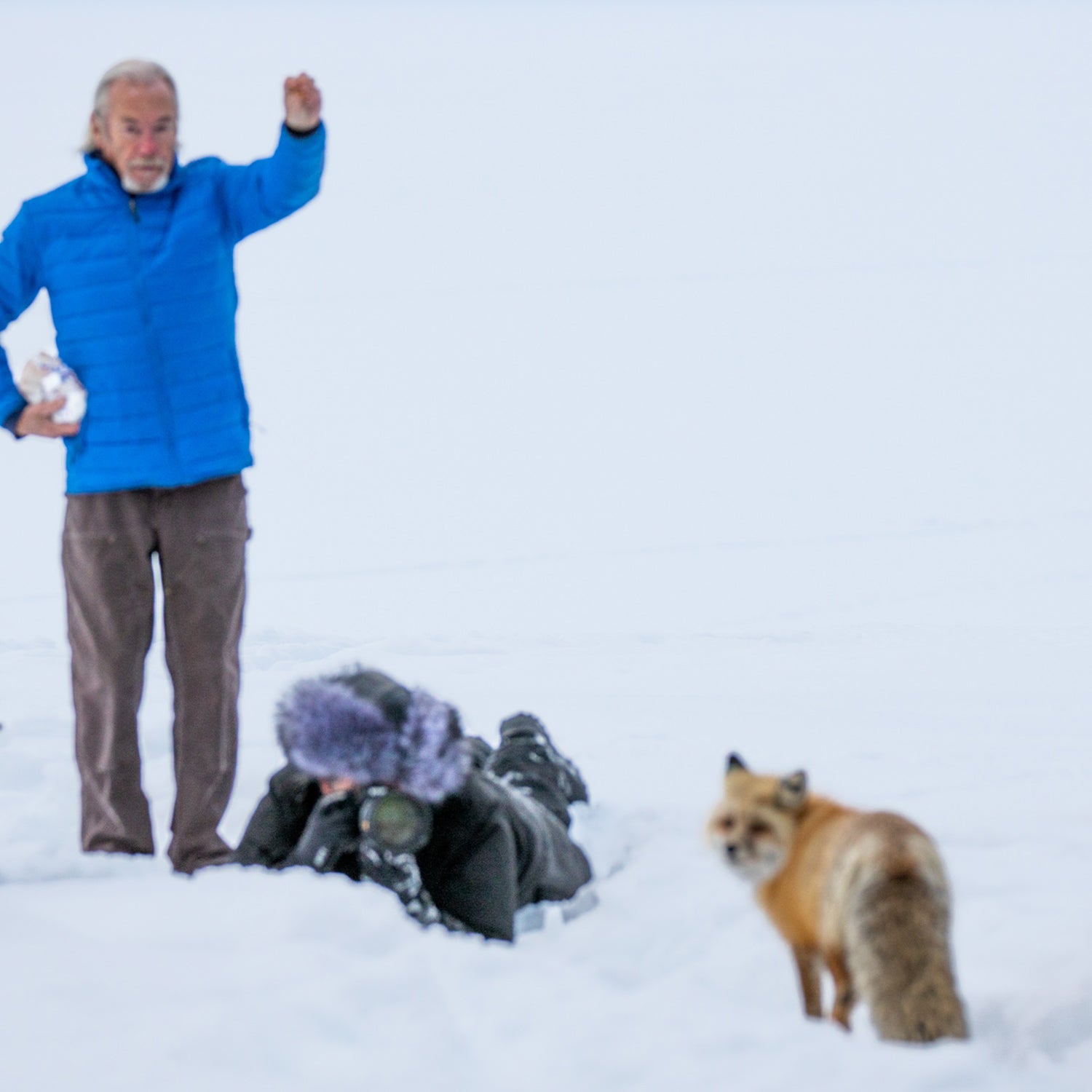 Beyond localized education efforts, there are few regulations governing wildlife photography in the U.S.