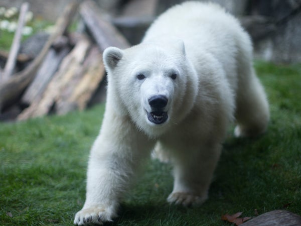 Nora explores her enclosure at the Oregon Zoo in Portland a few weeks after her arrival in late 2016.