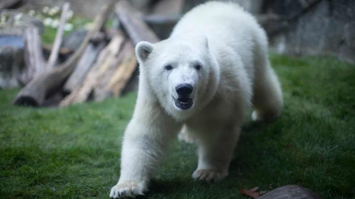 How Polar Bears Became Avatars for the Climate Crisis