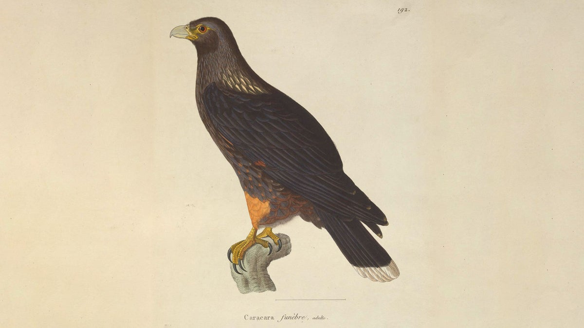 The Mystery of the Falkland Islands' Striated Caracara