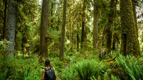 Research by Mancuso and others has shown that plants communicate, perceive, and respond to each other and their environment, and can even exhibit something like memory.