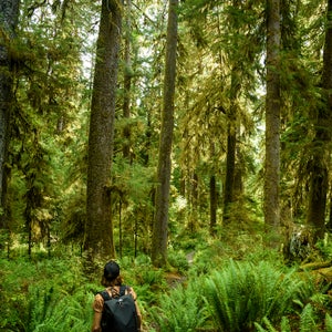 Research by Mancuso and others has shown that plants communicate, perceive, and respond to each other and their environment, and can even exhibit something like memory.
