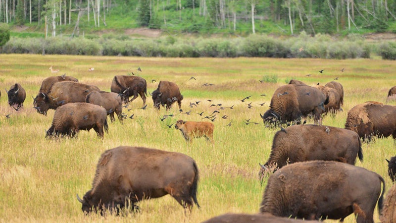 The Ultimate Grand Teton National Park Travel Guide