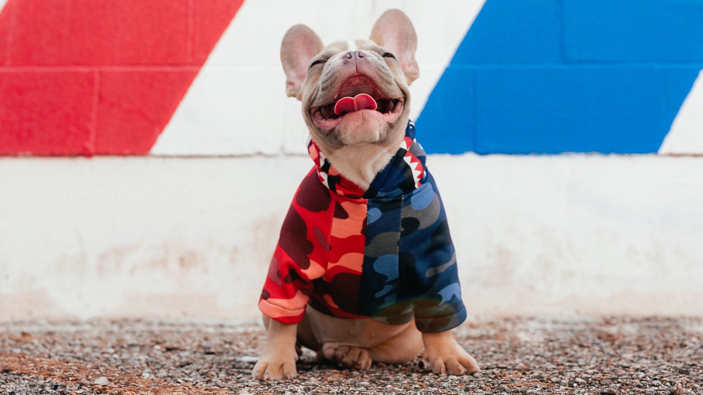 If a dog goes for a walk in a T-shirt, and that makes more people stop to pet him, he probably loves it.