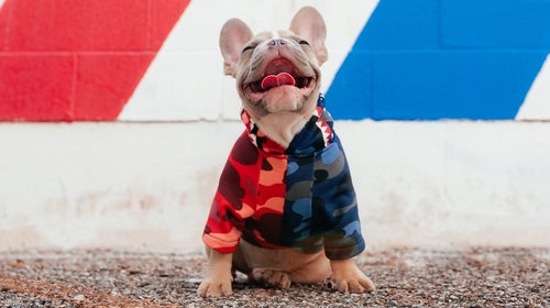 If a dog goes for a walk in a T-shirt, and that makes more people stop to pet him, he probably loves it.