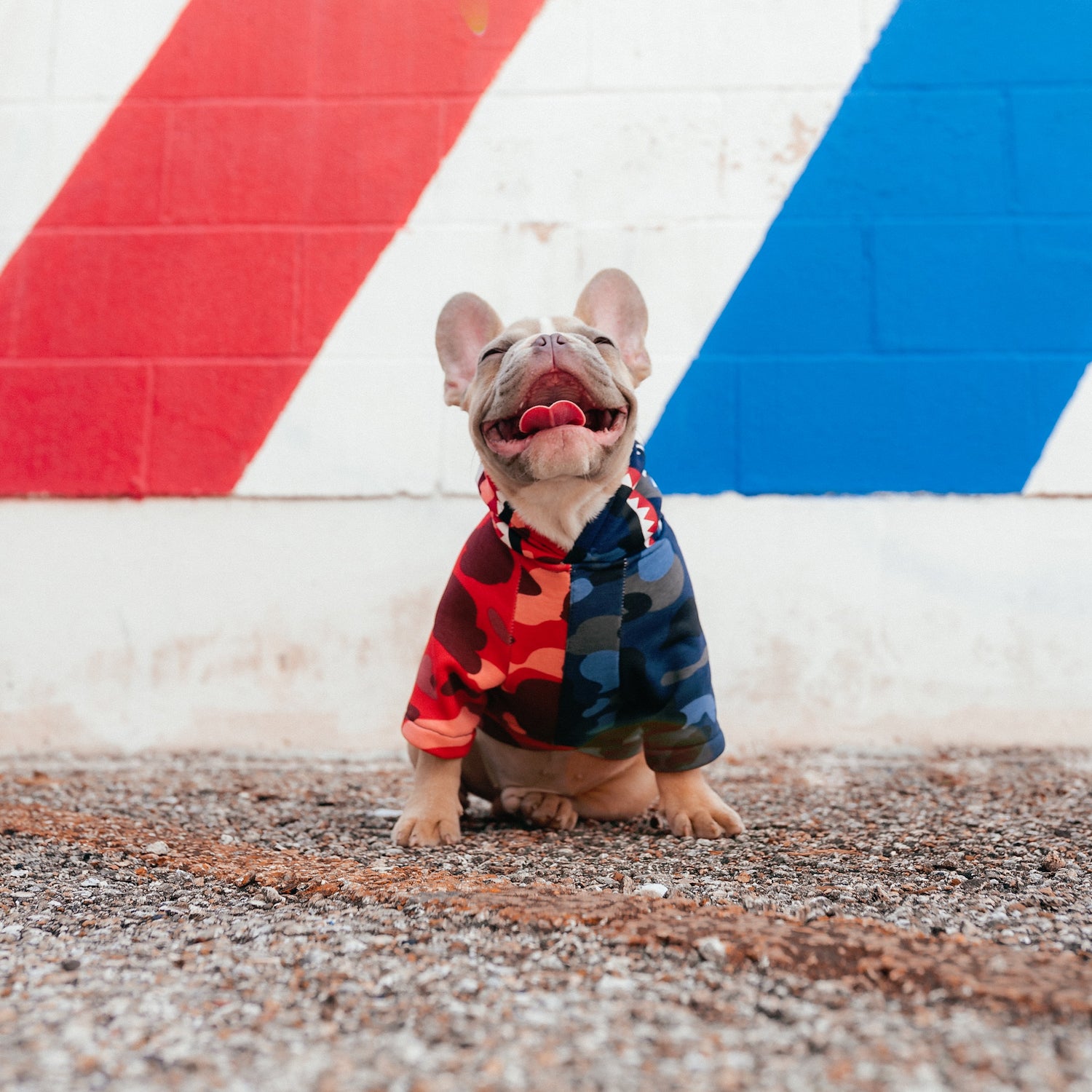 The Case for Dressing Your Dog in Goofy Outfits