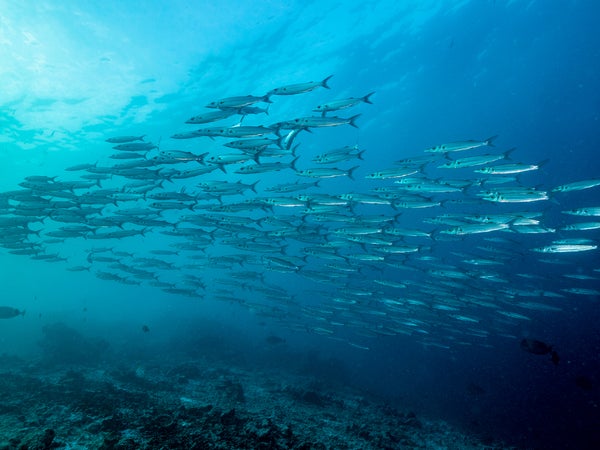 School Of Barracuda Fishes Underwater