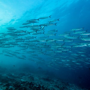 School Of Barracuda Fishes Underwater