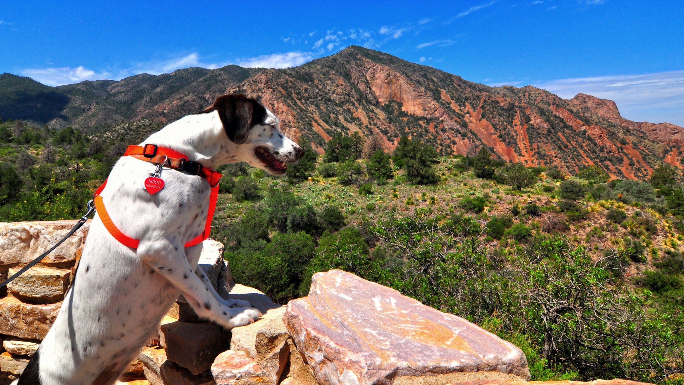 The Most Dog Friendly National Parks in the U.S