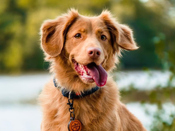 A few universal guidelines: keep your pet on a six-foot (or shorter) leash at all times, always bag and throw away your dog’s waste, and never leave an animal unattended in a locked vehicle.