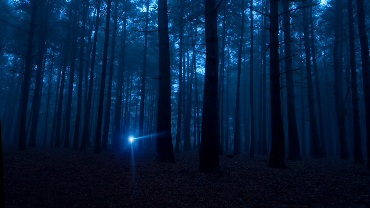 In the dark valleys of the Appalachians, tiny Blue Ghosts light the way
