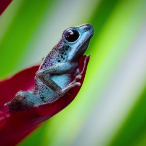 The show features animals ranging from tigers in India to ptarmigans in Scotland, but one highlight is a knock-down fight between two strawberry poison dart frogs on Solarte Island in Bocas del Toro, a remote archipelago in Panama.