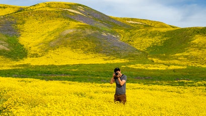 Blooms at Carrizo Plain National Monument