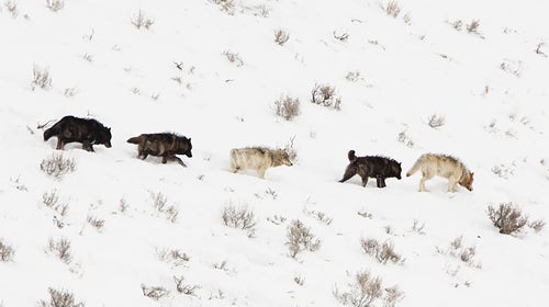 A wolf pack in Yellowstone National Park.
