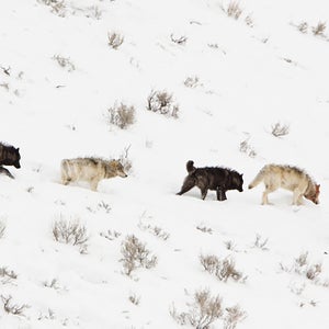 A wolf pack in Yellowstone National Park.
