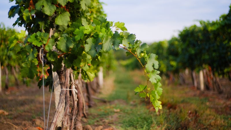 Vineyard rows with grapes. Grapes harvesting season in the Repub