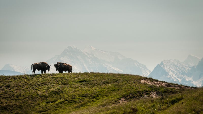 National Bison Range