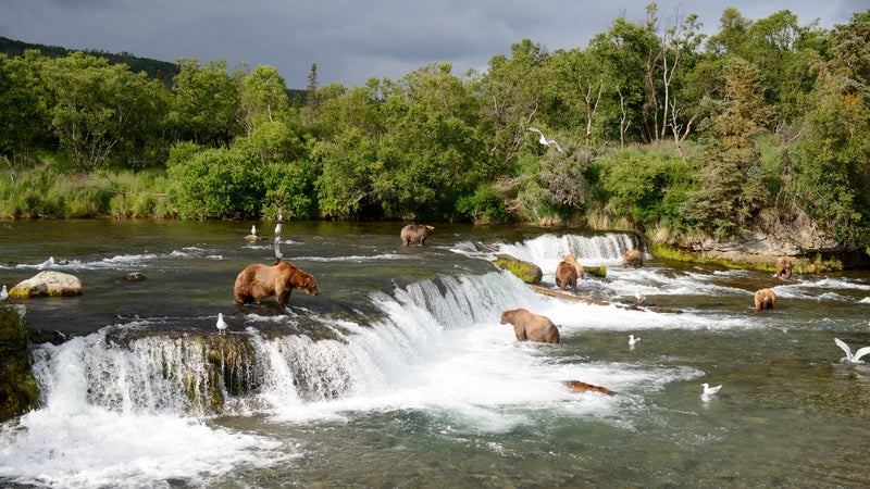 Bears wait to catch salmon in the Brooks River in Katmai National Park in southern Alaska, July 19, 2015.  (Mark Meyer/The New York Times)