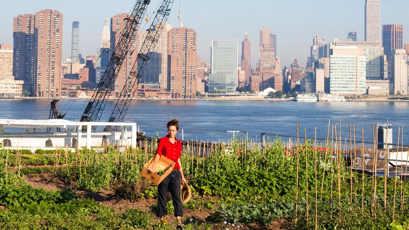Urban female farmer, Brooklyn, New York City, New York State, USA