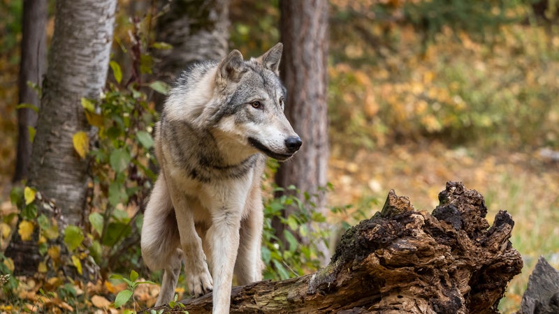 Wolf in Trees Intense Look in Natural Autumn Setting Captive