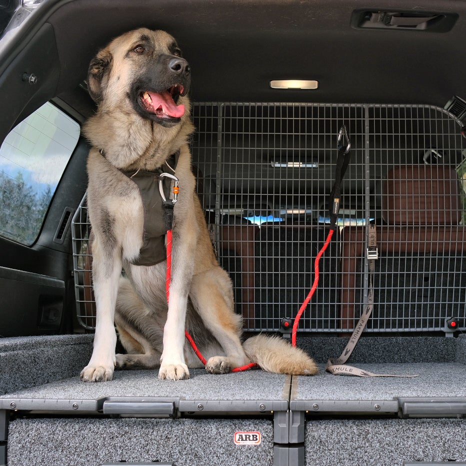 Best pet top barrier for suv