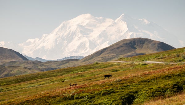 Caribou graze, with 20,310-foot Denali in the background