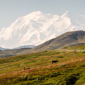 Caribou graze, with 20,310-foot Denali in the background